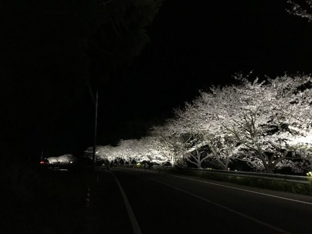 札森の桜並木